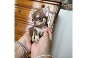 $350 : cachorros chihuahua thumbnail