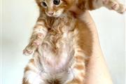 $280 : Girls Maine Coon Available thumbnail
