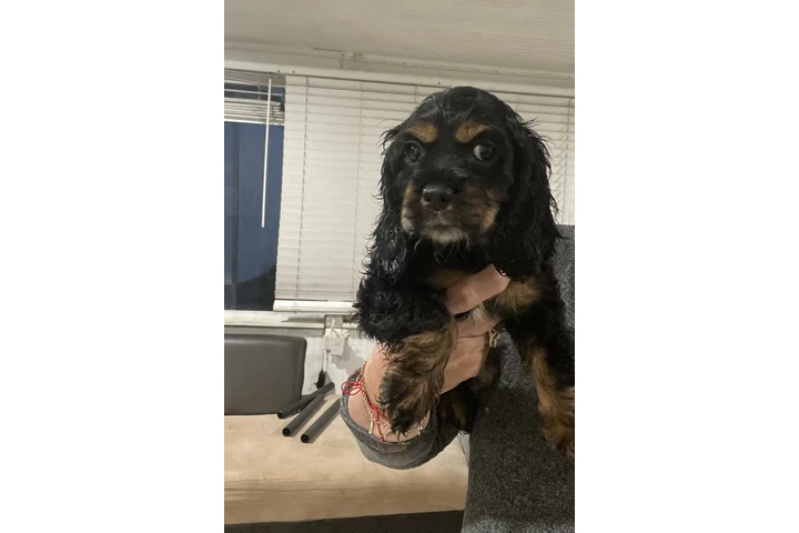 $1000 : Coker Spaniel image 5