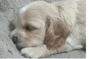 Cocker Spaniel mix Yorkie en Los Angeles