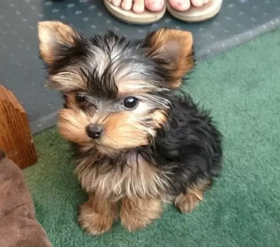 Cachorros yorkshire terrier ne image 1