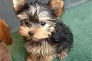 Cachorros yorkshire terrier ne en New Hampshire