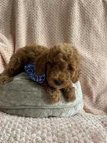 $300 : Cockapoo F1 girl ready now image 3