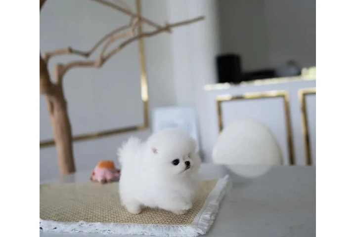 $400 : Preciosos Poms en venta image 1