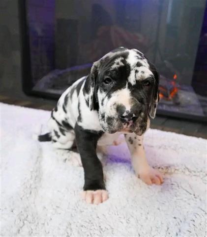 $500 : Great Dane puppies for adoptio image 1