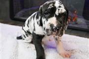 Great Dane puppies for adoptio en Chicago