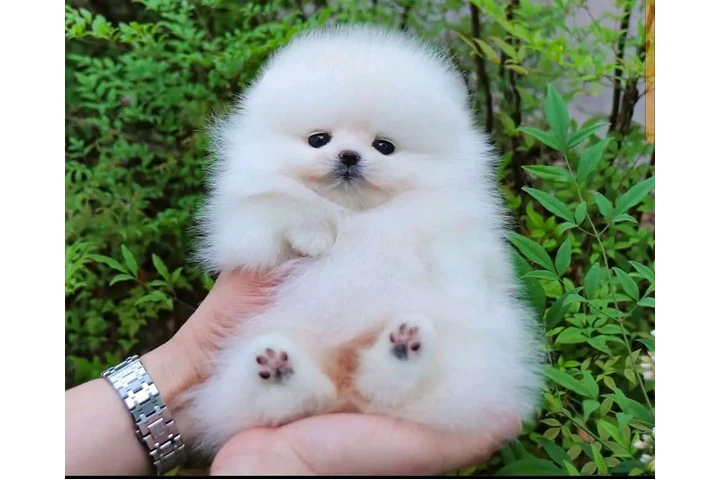 $500 : Pomeranian and French bulldog image 1