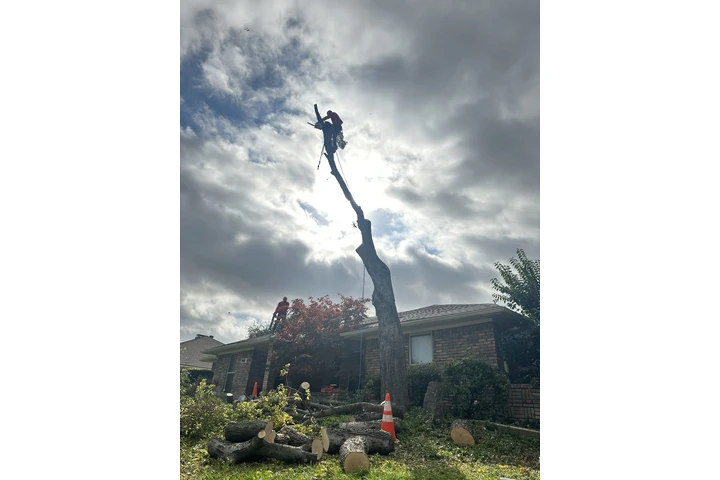 Tree service image 3