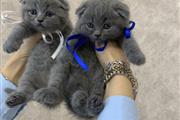 Scottish fold Kittens en Australia