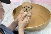 $350 : MALTIPOO EN VENTA thumbnail