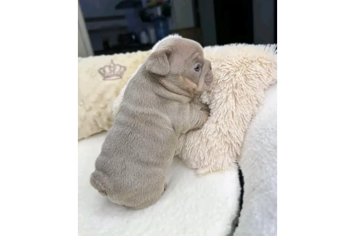 $500 : French bulldog puppies image 3