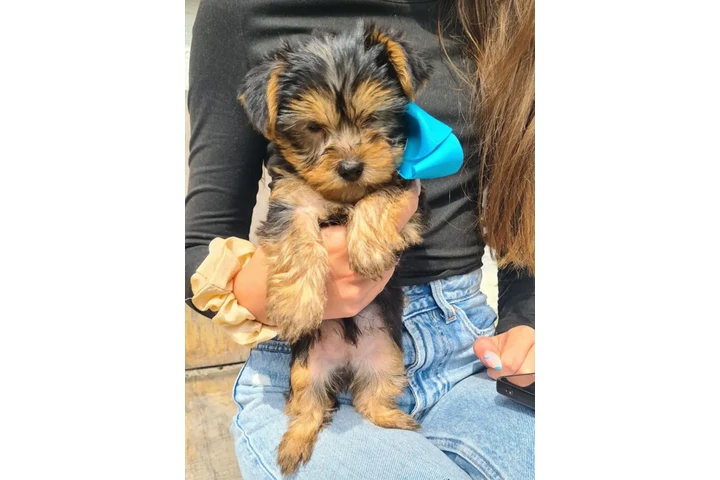$350 : cachorros holly yorkie image 2
