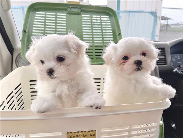 $500 : Lindos cachorros malteses image 2