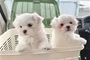 $500 : Lindos cachorros malteses thumbnail
