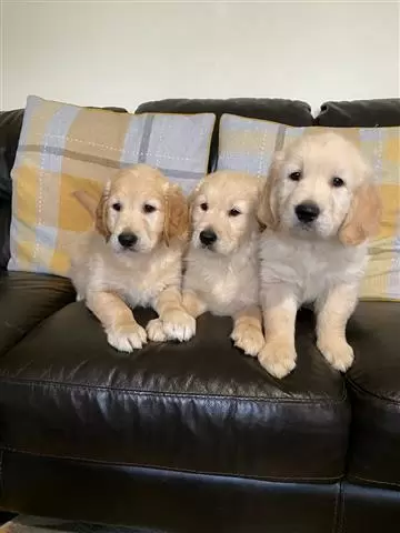 $400 : Golden Retrievers Pup image 4
