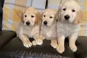 $400 : Golden Retrievers Pup thumbnail