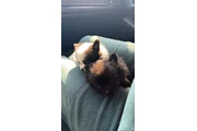 $1200 : Pomeranian thumbnail