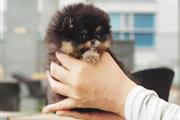 $600 : preciosos cachorros Pom thumbnail
