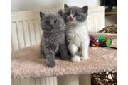 2 British shorthair available