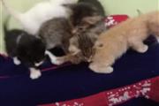 Lindos gatitos para adopción en San Salvador