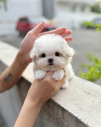 $350 : Bichon image 3