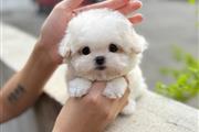 $350 : Bichon thumbnail