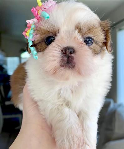 $350 : SHIHTZU image 5