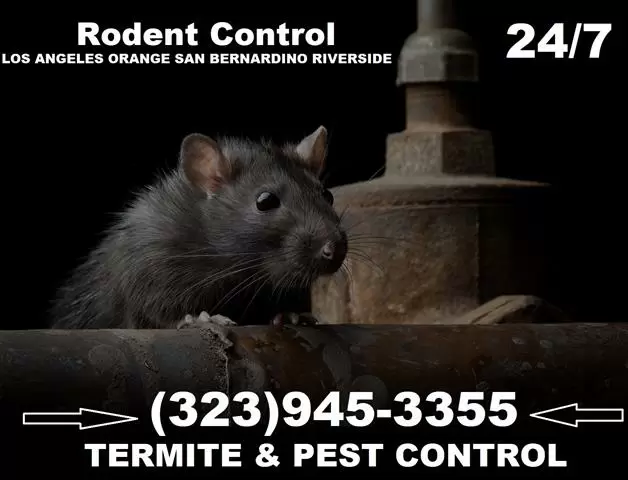 *TERMITE-PEST CONTROL SERVICE* image 9