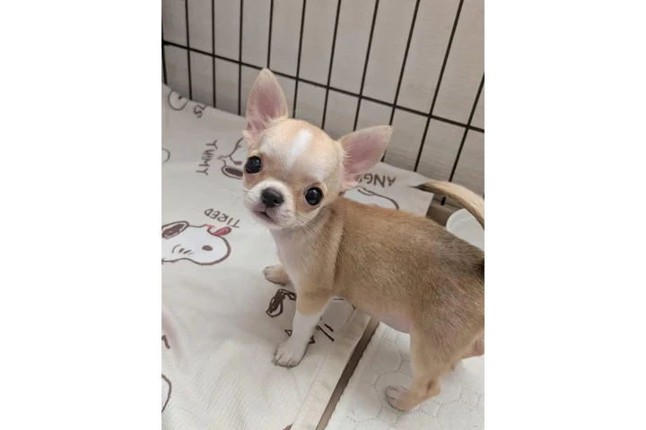 $350 : Pet image 3