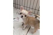 $350 : Pet thumbnail