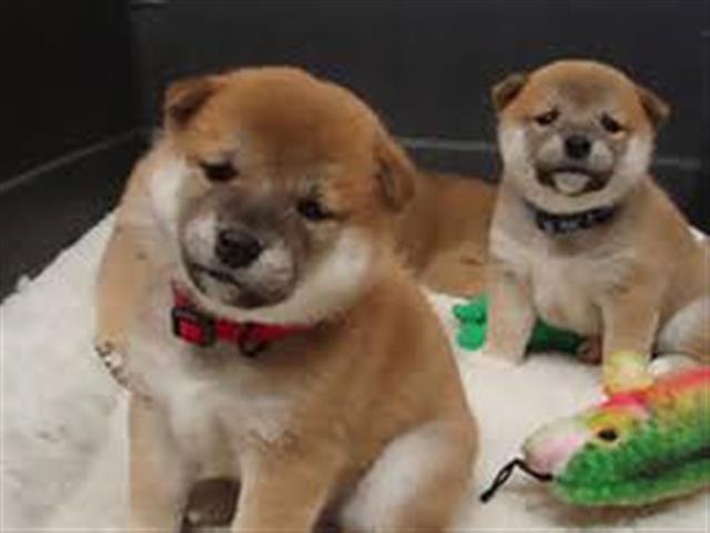 $550 : Shiba Inu Puppies Available image 2