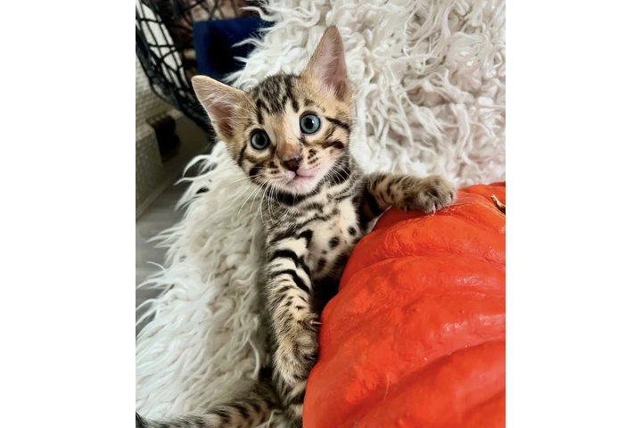 $300 : Bengals Boys Available image 1