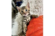 Bengals Boys Available en Monterey