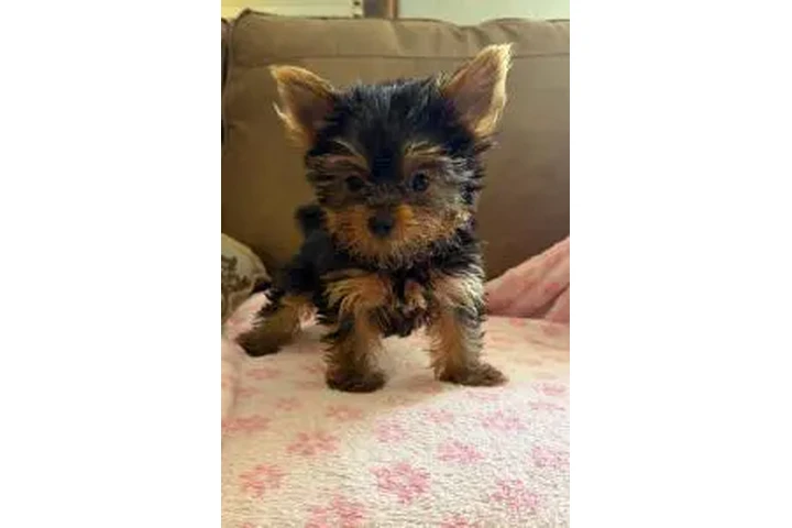$1150 : 🐶HEMBRITA YORKIE TEACUP 🐶 image 1