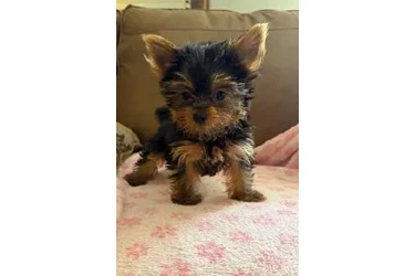 🐶HEMBRITA YORKIE TEACUP 🐶 en Los Angeles