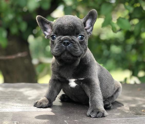 $250 : Frenchie Bulldog pup Ready image 2