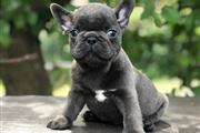 $250 : Frenchie Bulldog pup Ready thumbnail