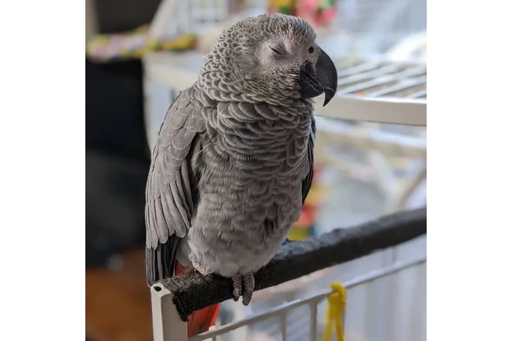 ghihgbyh  Loro gris africano d image 9
