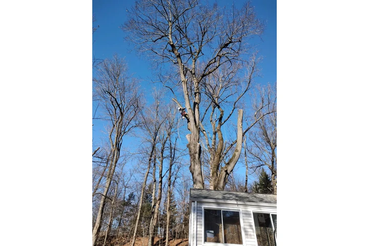 Pinesbridge Tree Service INC image 4