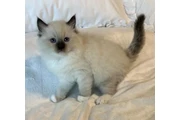 Gatitos Ragdoll Azul en venta en Chico