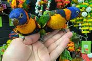 Meek parrots en Newark