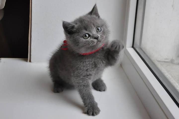 $500 : British Shorthair kittens for image 2