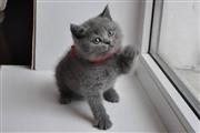 $300 : British Shorthair kittens for thumbnail