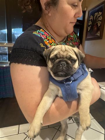 $700 : Pug puppy image 1