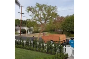 Aguilar Tree Trimming thumbnail 4
