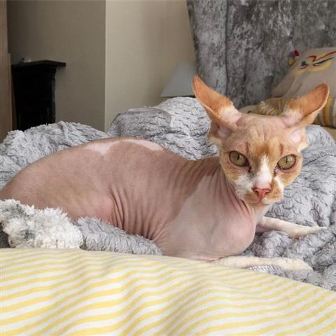 $600 : Male and Female Sphynx kittens image 5