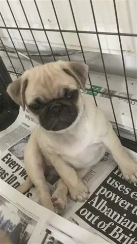 $550 : buy pug puppies image 3