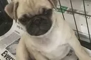 $550 : buy pug puppies thumbnail