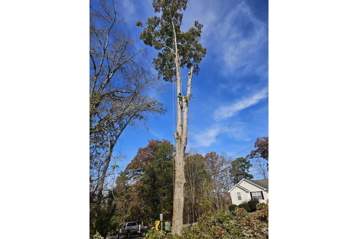 Professional Tree &Landscaping image 4