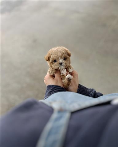 $350 : MALTIPOO EN VENTA image 1